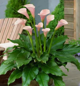 ARUM FLAMINGO