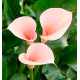 ARUM FLAMINGO