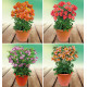 COLIBRIANT 4 ALSTROEMÈRES ROYALE® : 1 HENRI + 1 VALENTINE + 1 ELISABETH + 1 MARGUERITE