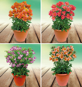 COLIBRIANT 4 ALSTROEMÈRES ROYALE® : 1 HENRI + 1 VALENTINE + 1 ELISABETH + 1 MARGUERITE