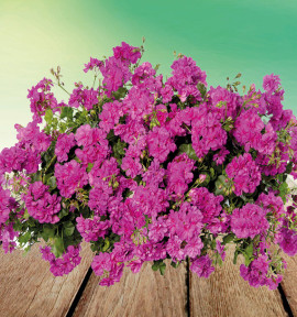 GERANIUM LIERRE DOUBLE TEMPRANO® AMETHYST MAUVE