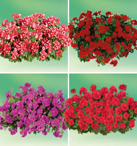 COLIBRIANT 4 GERANIUMS LIERRES DOUBLES : 1 MAXIME + 1 ARTIC RED + 1 HOT CORAL + 1 AMETHYST MAUVE