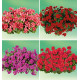 COLIBRIANT 8 GERANIUMS LIERRES DOUBLES : 2 MAXIME + 2 ARTIC RED + 2 HOT CORAL + 2 AMETHYST MAUVE