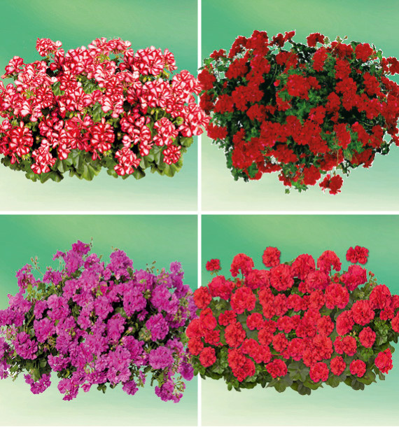 COLIBRIANT 8 GERANIUMS LIERRES DOUBLES : 2 MAXIME + 2 ARTIC RED + 2 HOT CORAL + 2 AMETHYST MAUVE