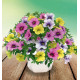 CALIBRACHOAS TRIXI® EARLY FIESTA DE COLORES