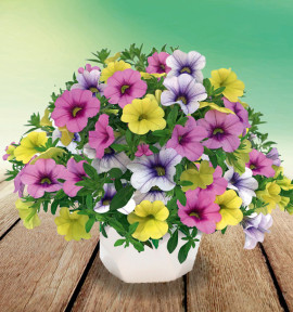 CALIBRACHOAS TRIXI® EARLY FIESTA DE COLORES