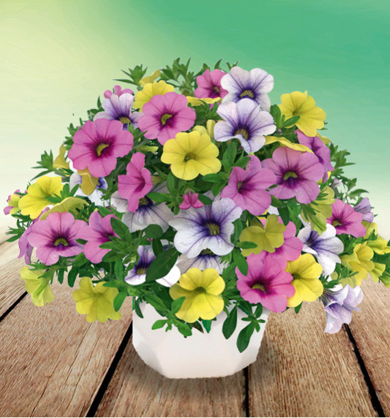 CALIBRACHOAS TRIXI® EARLY FIESTA DE COLORES