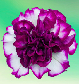 PETUNIA TUMBELINA® COMPACT NICOLA