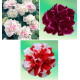 COLIBRIANT 6 PETUNIAS DOUBLES : 2 DOUBLE BLANC + 2 SWEET SUNSHINE BURGUNDY + 2 CHERRY RIPPLE