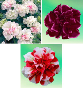 COLIBRIANT 6 PETUNIAS DOUBLES : 2 DOUBLE BLANC + 2 SWEET SUNSHINE BURGUNDY + 2 CHERRY RIPPLE