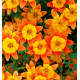 BIDENS BIDY BOOM® FIRESIDE