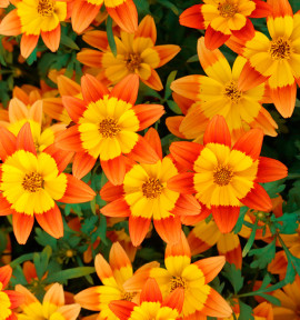 BIDENS BIDY BOOM® FIRESIDE