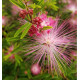 CALLIANDRA DIXIE PINK