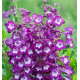 PENSTEMON GLOIRE DES 4 RUES