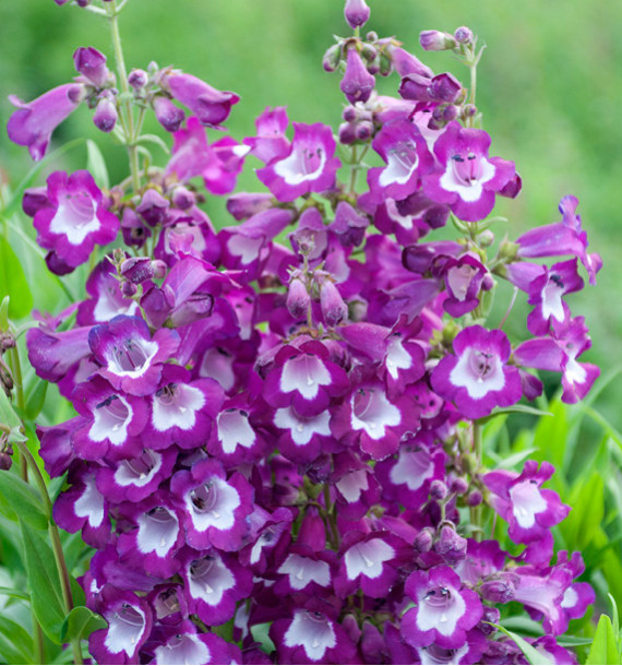 PENSTEMON GLOIRE DES 4 RUES