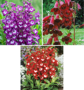 COLIBRIANT 6 PENSTEMONS : 2 GLOIRE DES 4 RUES + 2 LE PHARE + 2 BLACKBIRD