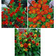 COLIBRIANT 6 POTENTILLES : 2 GIBSON'S SCARLET + 2 ARC EN CIEL + 2 WILLIAM ROLLISSON