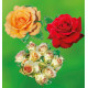 COLIBRIANT 3 ROSIERS BUISSONS : 1 PARFUM MAGIQUE + 1 GRETA + 1 AMBER QUEEN