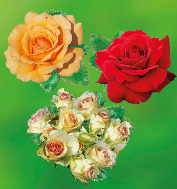 COLIBRIANT 3 ROSIERS BUISSONS : 1 PARFUM MAGIQUE + 1 GRETA + 1 AMBER QUEEN