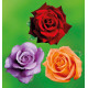 COLIBRIANT 3 ROSIERS BUISSONS : 1 BLUE MOON + 1 DORIS TYSTERMAN + 1 MILDRED SCHEEL