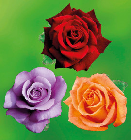 COLIBRIANT 3 ROSIERS BUISSONS : 1 BLUE MOON + 1 DORIS TYSTERMAN + 1 MILDRED SCHEEL