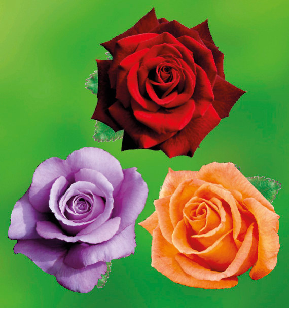 COLIBRIANT 3 ROSIERS BUISSONS : 1 BLUE MOON + 1 DORIS TYSTERMAN + 1 MILDRED SCHEEL