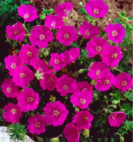 GERANIUM VIVACE SANGUINEUM MAX FREI