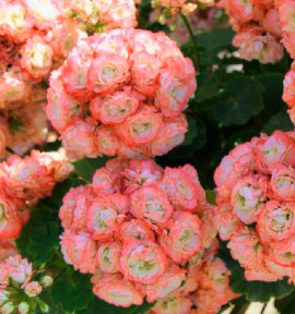 GERANIUM ZONALE ROSEBUD ASTRID
