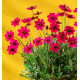 COSMOS ATROSANGUINEUS CHERRY CHOCOLATE