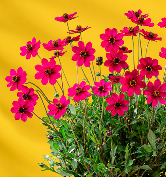 COSMOS ATROSANGUINEUS CHERRY CHOCOLATE