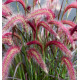 PENNISETUM TINY TAILS®
