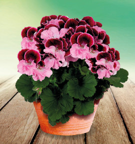 PELARGONIUM ELEGANCE® JEANETTE