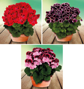 COLIBRIANT 3 PELARGONIUMS ELEGANCE : 1 ROSANNA + 1 IMPERIAL + 1 JEANETTE