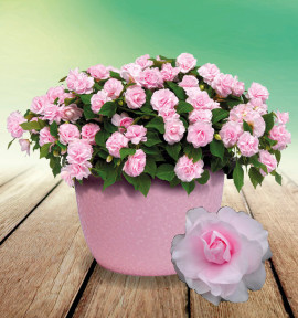 IMPATIENS DOUBLE GLIMMER® APPLE BLOSSOM