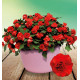 IMPATIENS DOUBLE GLIMMER® BRIGHT RED