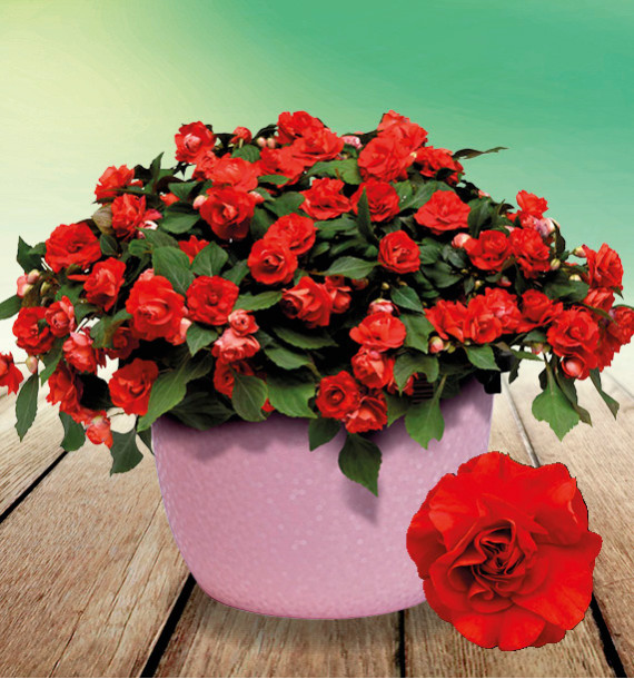 IMPATIENS DOUBLE GLIMMER® BRIGHT RED
