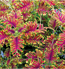 COLEUS SKELETAL®