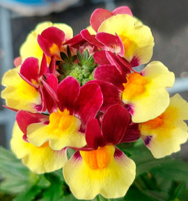 NEMESIA MARETO® BURGUNDY AND YELLOW
