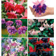 COLIBRIANT 6 FUCHSIAS GEANTS : 1 ROYAL MOZAÏC + 1 SEVENTH HEAVEN + 1 DARK EYES + 1 ANNABEL + 1 MOODY BLUES + 1 MILLENIUM