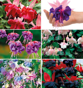 COLIBRIANT 6 FUCHSIAS GEANTS : 1 ROYAL MOZAÏC + 1 SEVENTH HEAVEN + 1 DARK EYES + 1 ANNABEL + 1 MOODY BLUES + 1 MILLENIUM