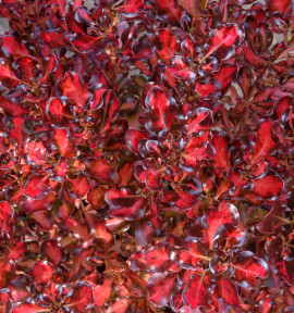COPROSMA PACIFIC SUNSET®