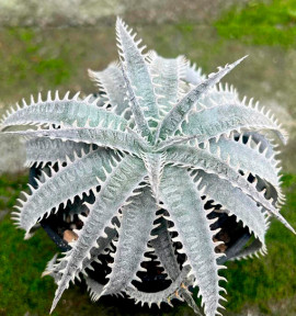 DYCKIA FOSTERIANA GRAND MARNIER