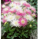 DAHLIAS CACTUS NAINS ROSES & BLANCS