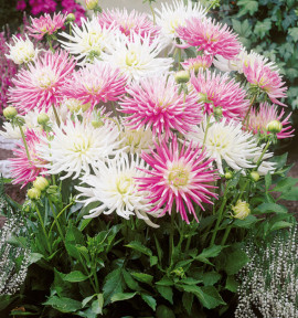 DAHLIAS CACTUS NAINS ROSES & BLANCS