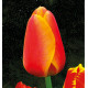 TULIPE DARWIN APELDOORN ELITE