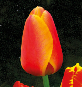 TULIPE DARWIN APELDOORN ELITE