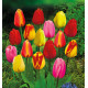COLIBRIANT 50 TULIPES DARWIN : 10 GOLDEN APELDOORN + 10 BANJA LUKA + 10 APELDOORN + 10 VAN EIJK + 10 APELDOORN ELITE