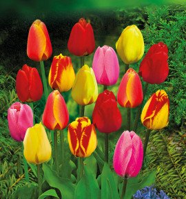 COLIBRIANT 50 TULIPES DARWIN : 10 GOLDEN APELDOORN + 10 BANJA LUKA + 10 APELDOORN + 10 VAN EIJK + 10 APELDOORN ELITE