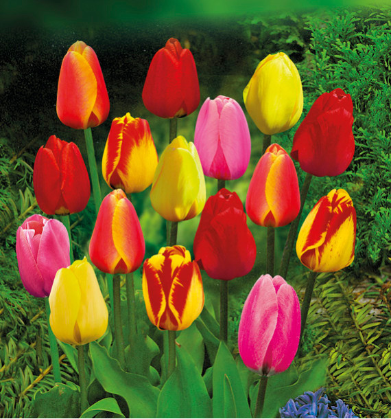 COLIBRIANT 50 TULIPES DARWIN : 10 GOLDEN APELDOORN + 10 BANJA LUKA + 10 APELDOORN + 10 VAN EIJK + 10 APELDOORN ELITE