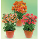 COLIBRIANT 3 ALSTROEMERES ROYALES : 1 HENRI + 1 MARGUERITE + 1 ELISABETH